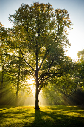 Arbre lumière - Copyright Mike Haufe - Fotolia.com Arbre lumière - Copyright Mike Haufe - Fotolia.com